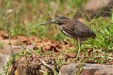 Striated Heron